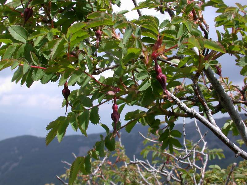 Rosa pendulina / Rosa alpina